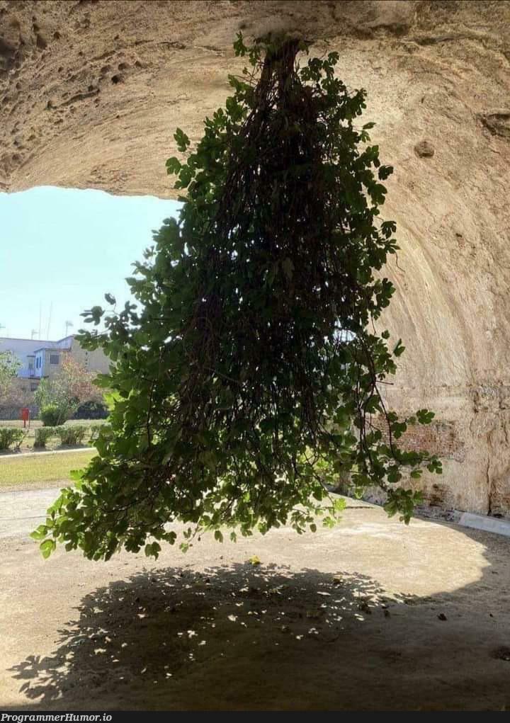 Finally, after years of search I found a real tree | search-memes | ProgrammerHumor.io