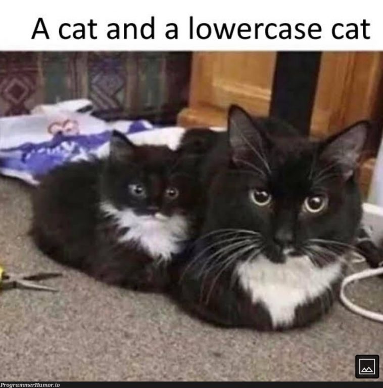 Cat.toLowerCase() – ProgrammerHumor.io